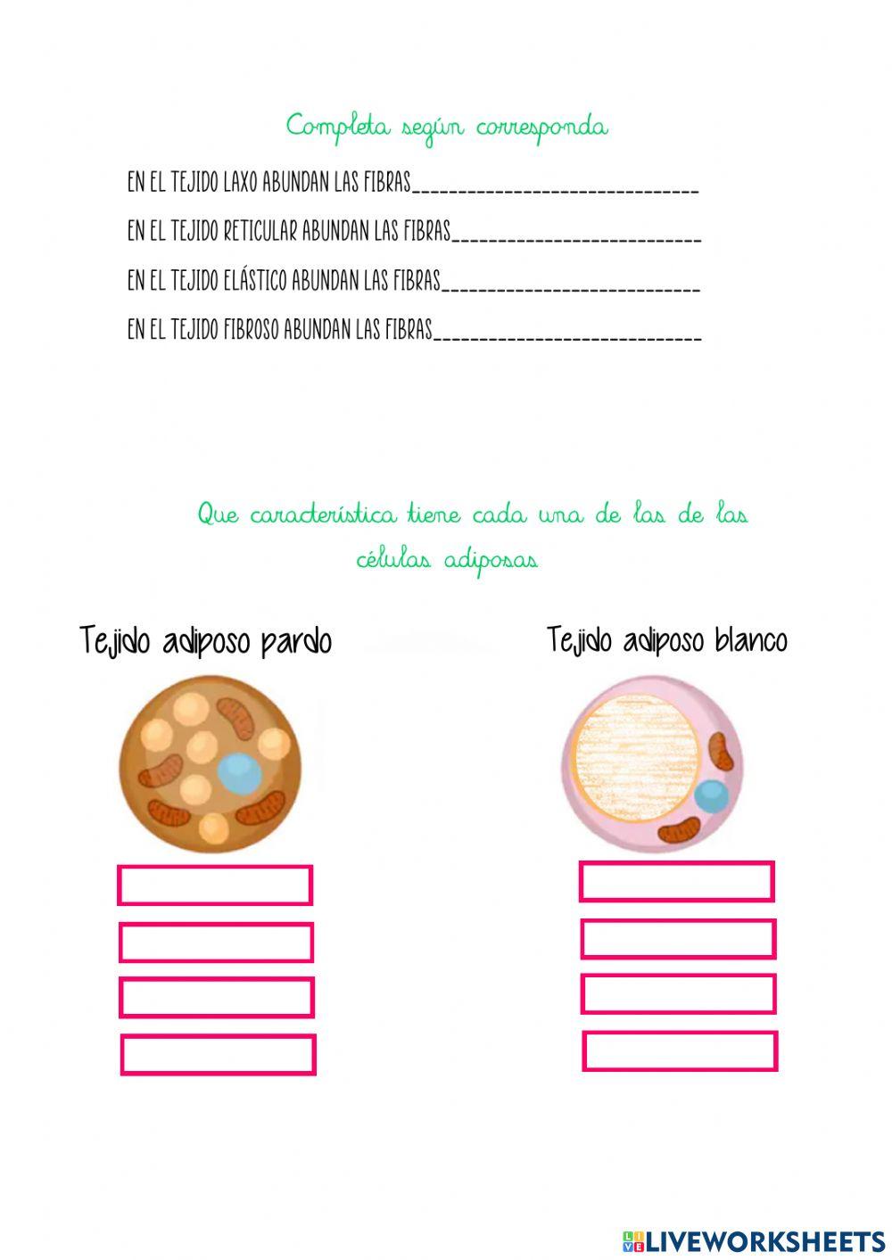 Tejido Conjuntivo y Adiposo