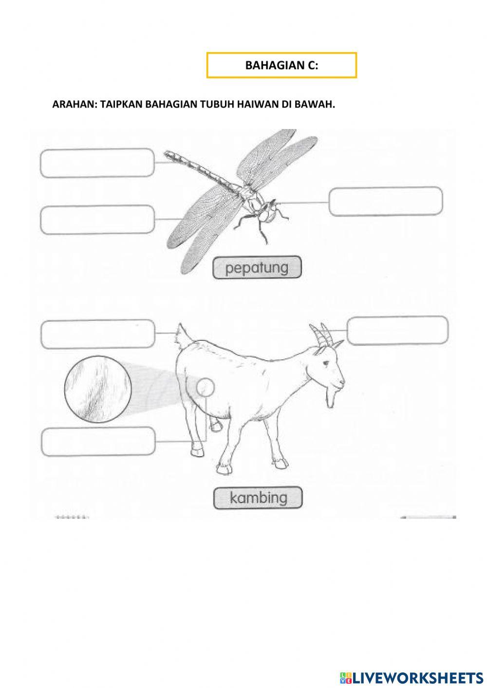 Bahagian tubuh haiwan