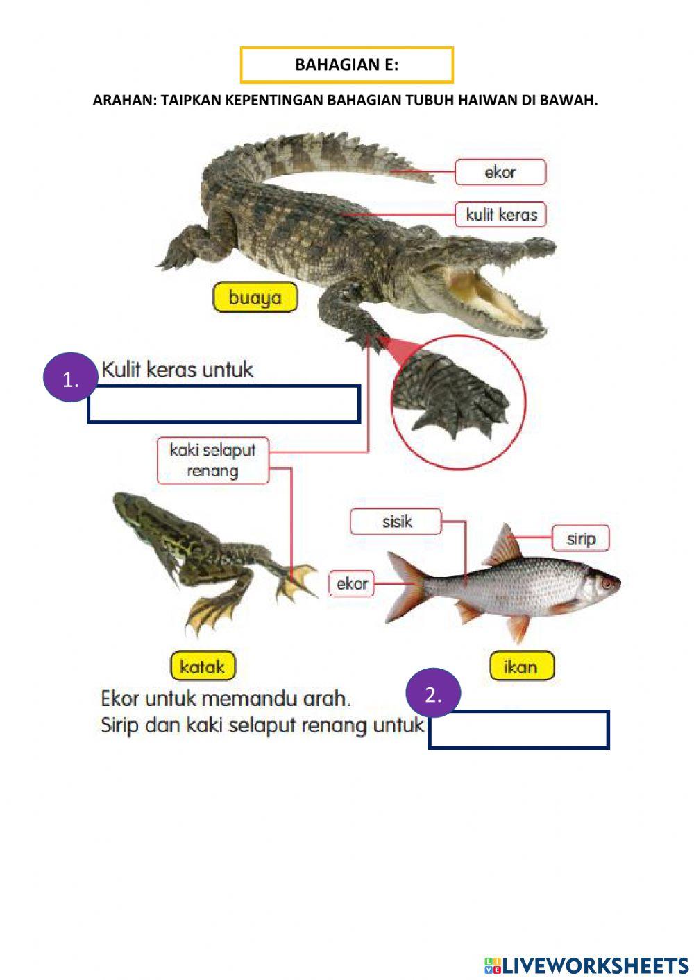 Bahagian tubuh haiwan