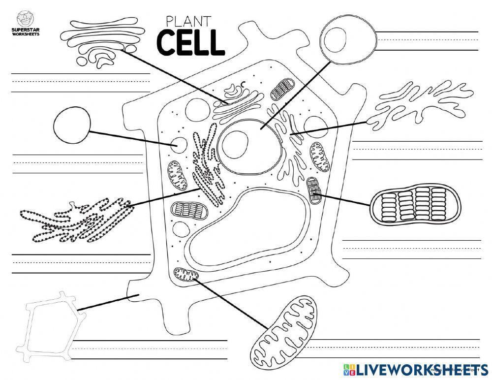 ส่วนประกอบของเซลล์พืช