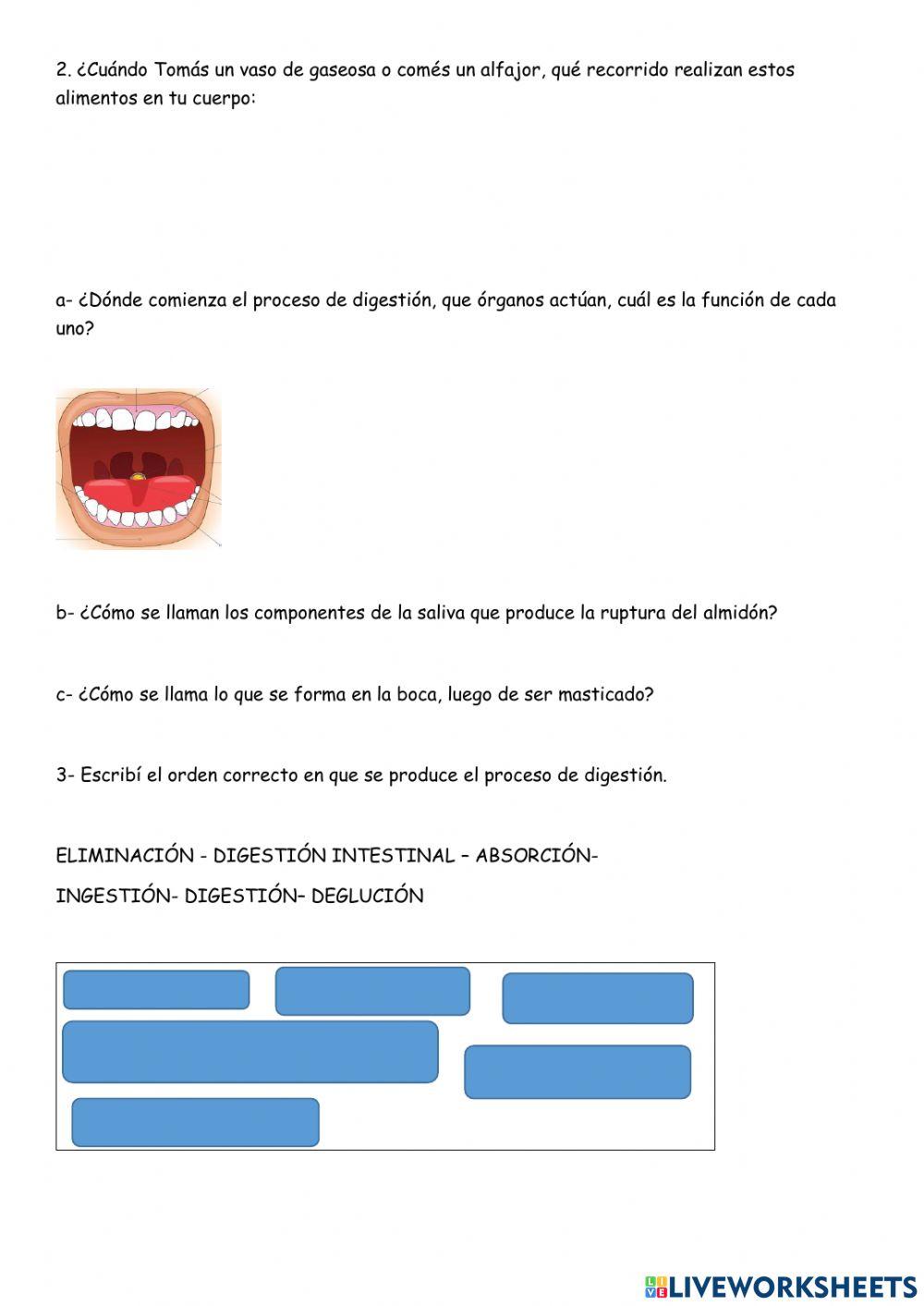 Sistema digestivo- absorción