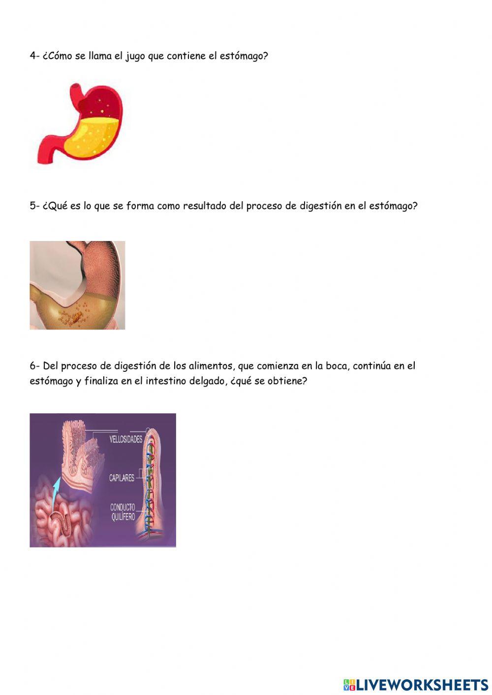 Sistema digestivo- absorción