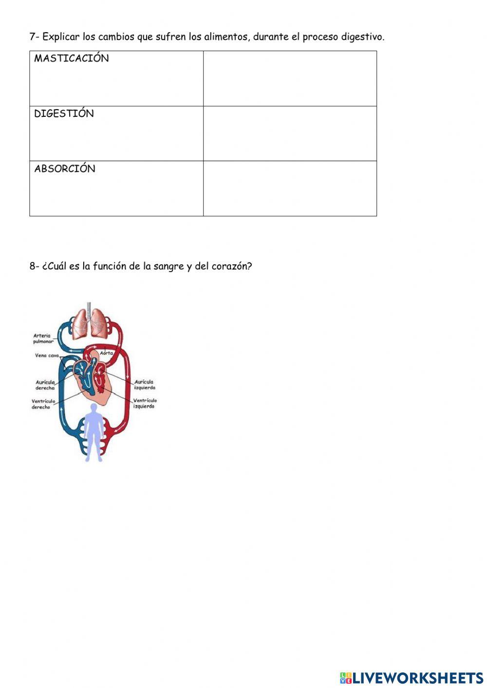Sistema digestivo- absorción