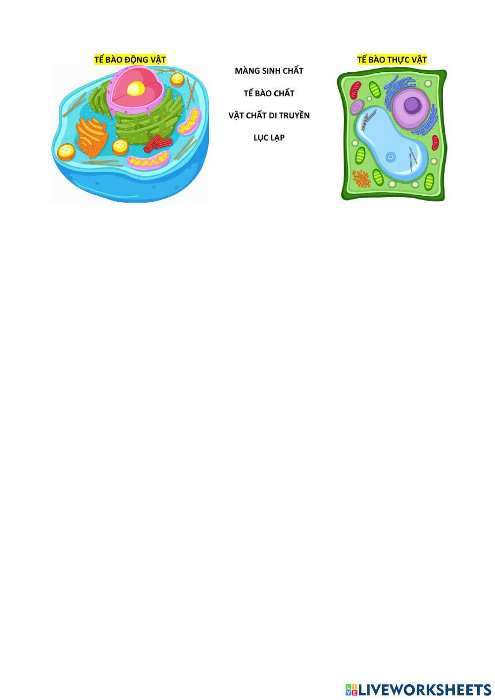 Tebao dong vat thuc vat