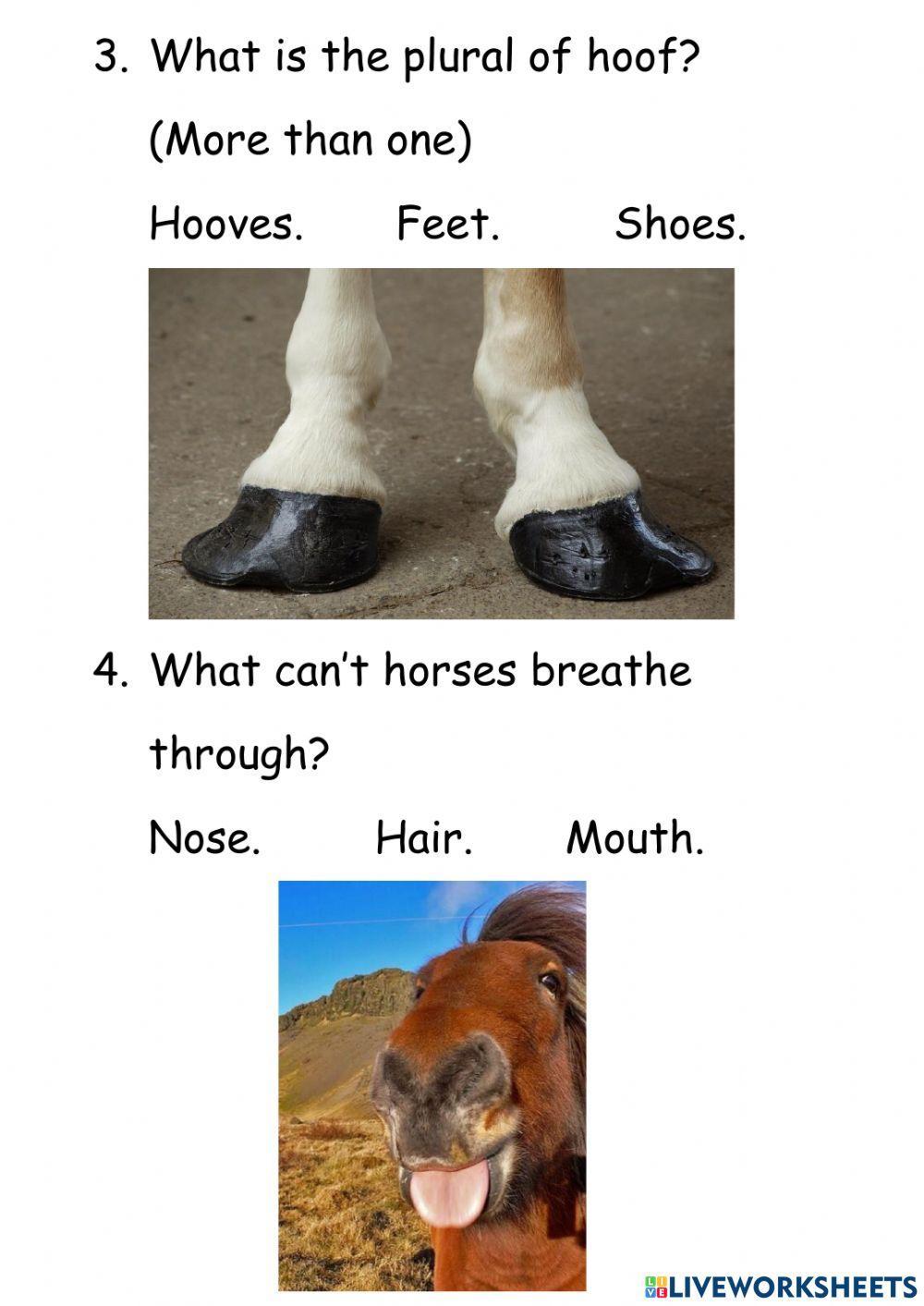 Horse Questions