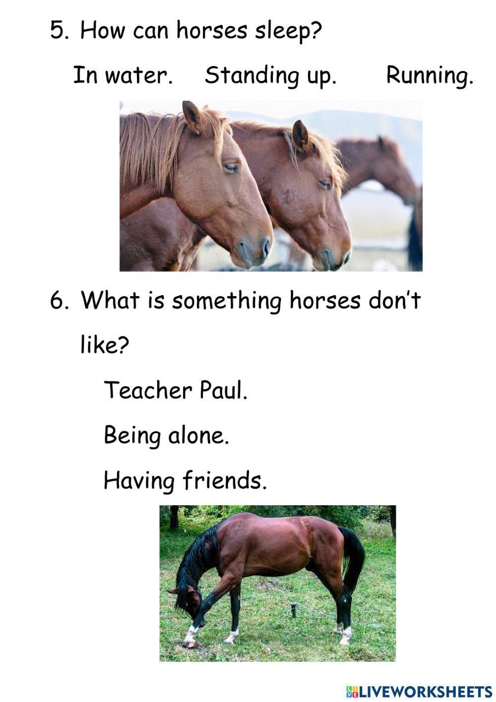 Horse Questions