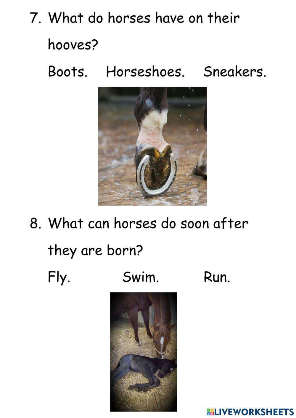 Horse Questions