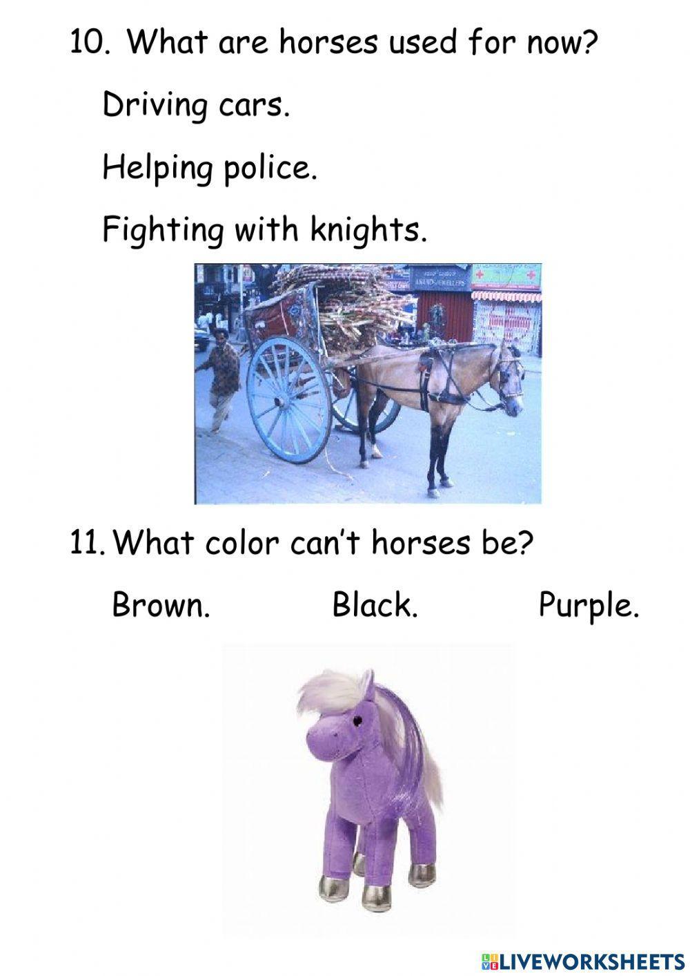 Horse Questions
