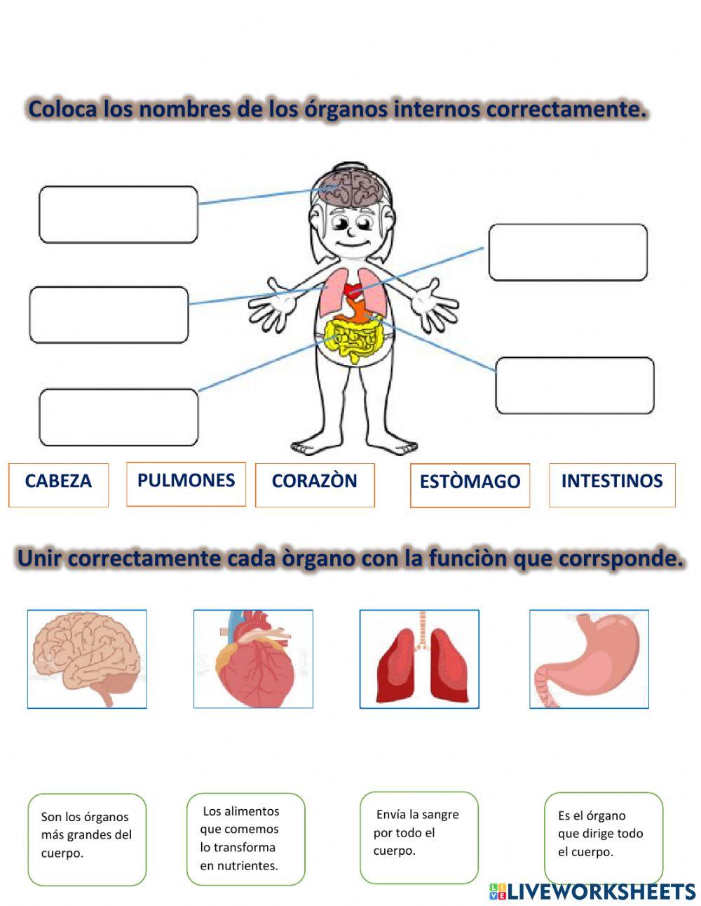 Mi cuerpo por dentro