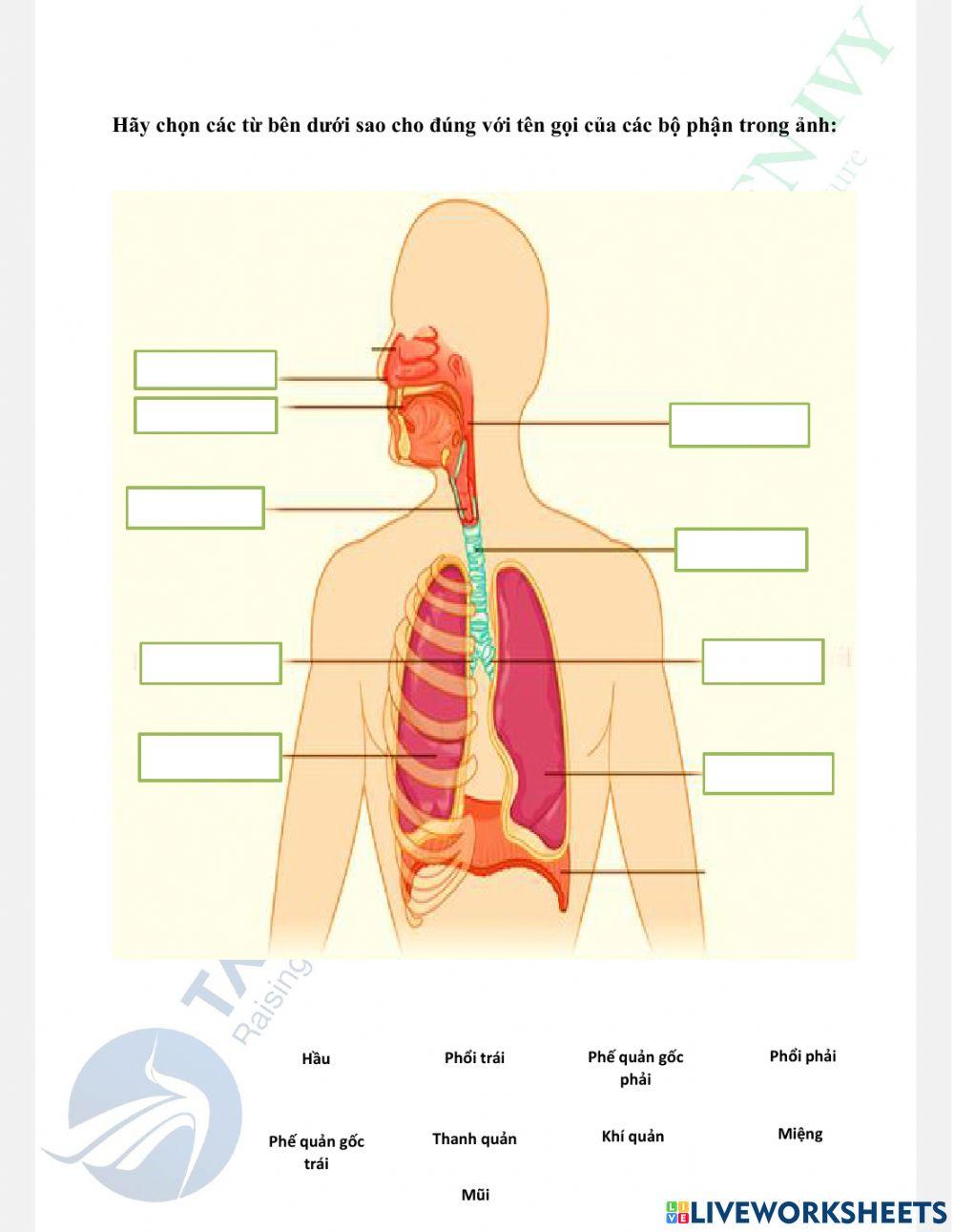 Bài tập 1 môn khoa học lớp 3 - hệ hô hấp