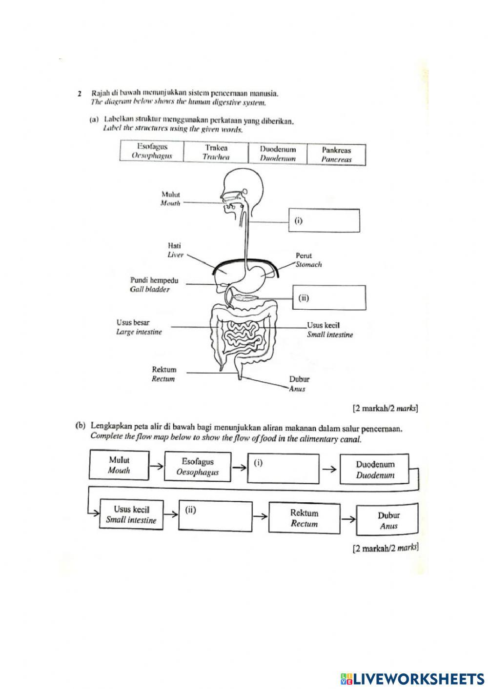 Ulangkaji Ting 2 bab 1,2,3,4