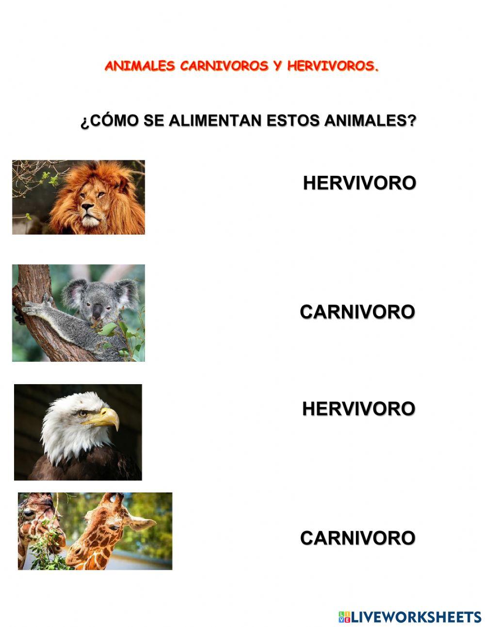 Animales carnívoros y herbívoros