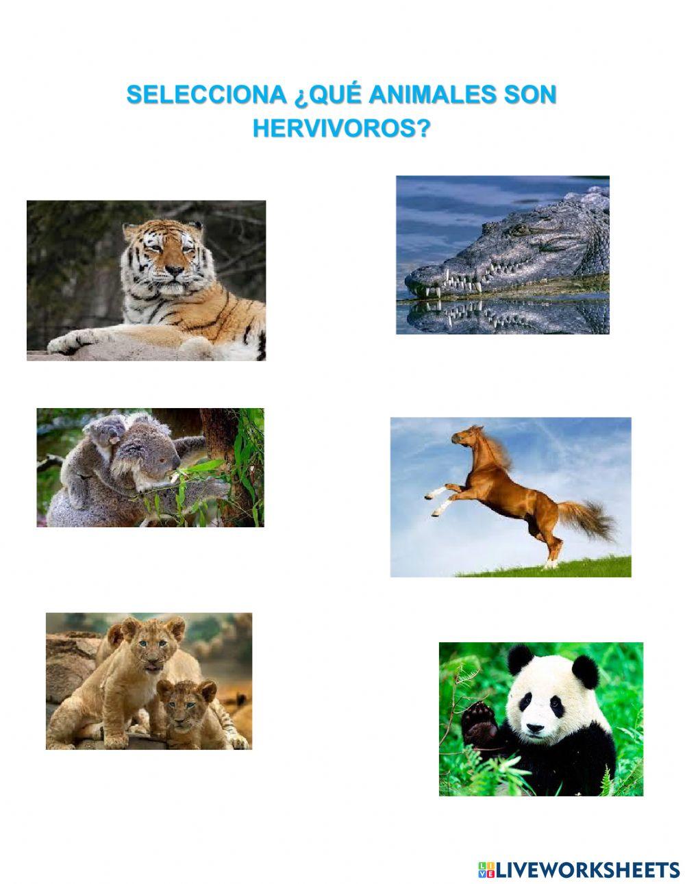 Animales carnívoros y herbívoros