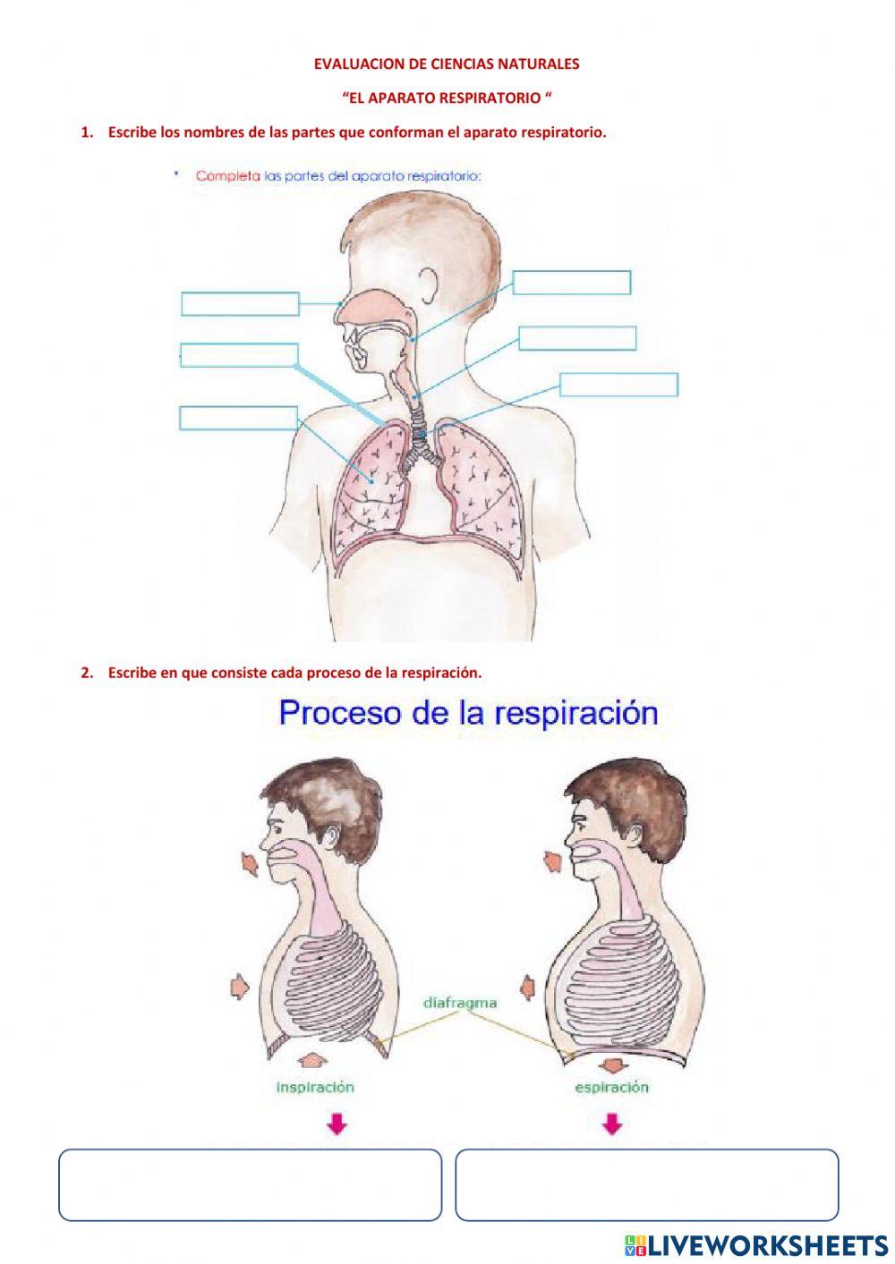 El aparato respiratorio