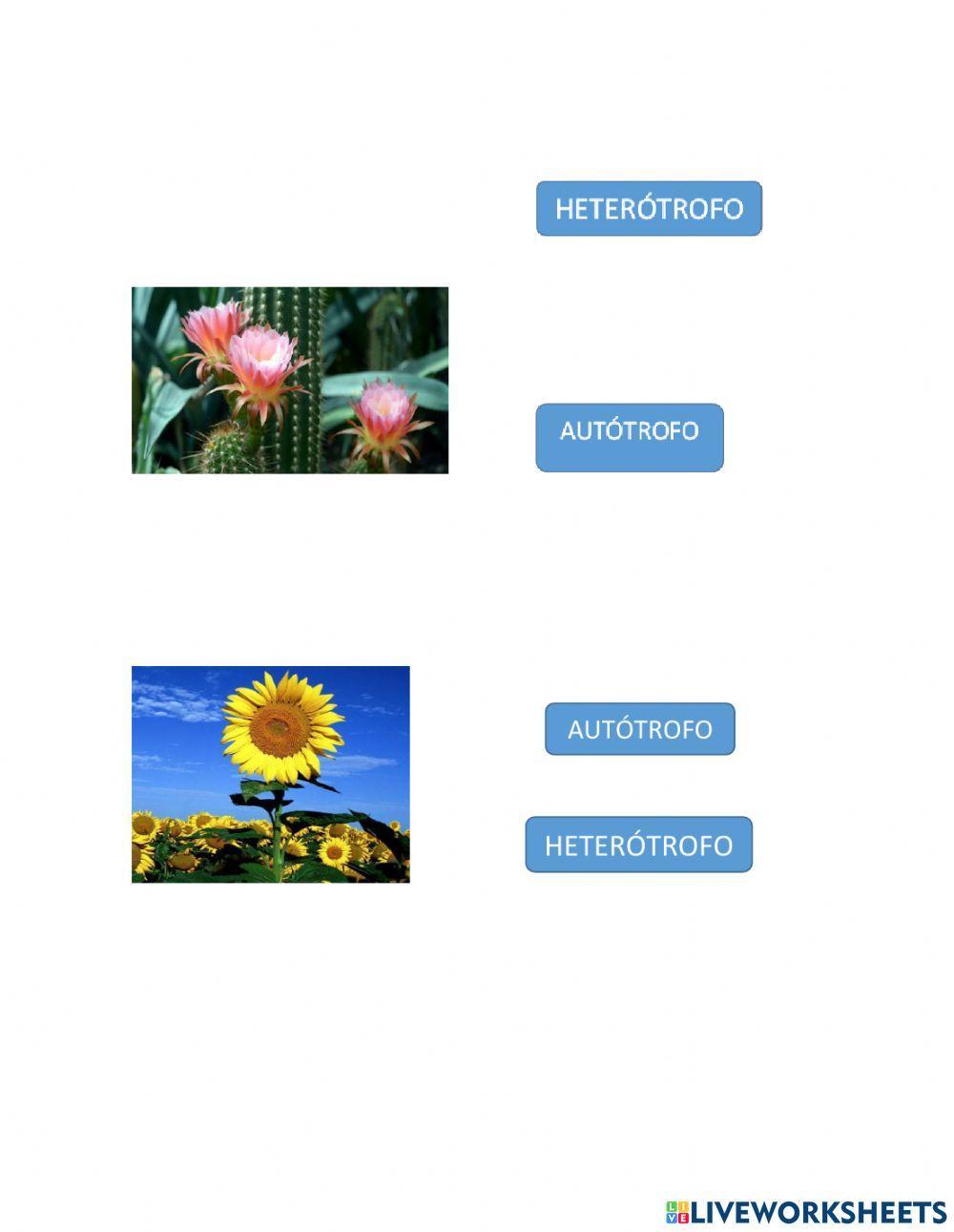 Autotrofos y heterotrofos