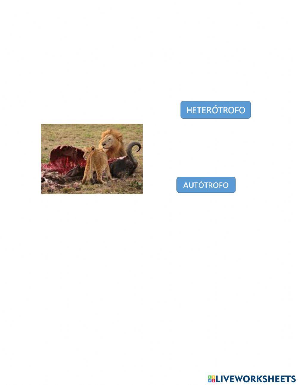 Autotrofos y heterotrofos