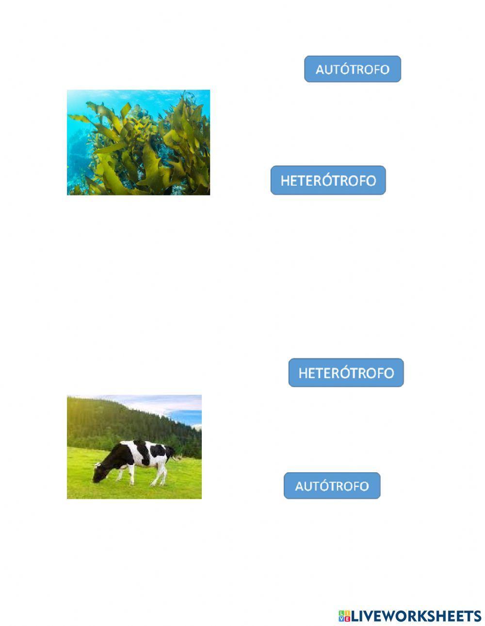 Autotrofos y heterotrofos