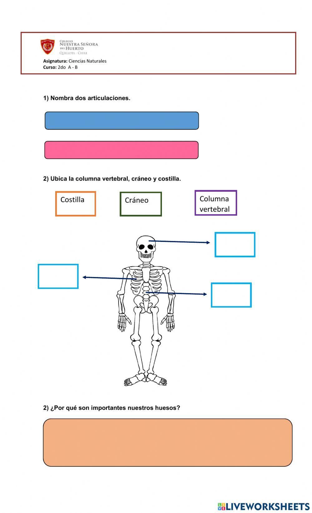 Guía huesos