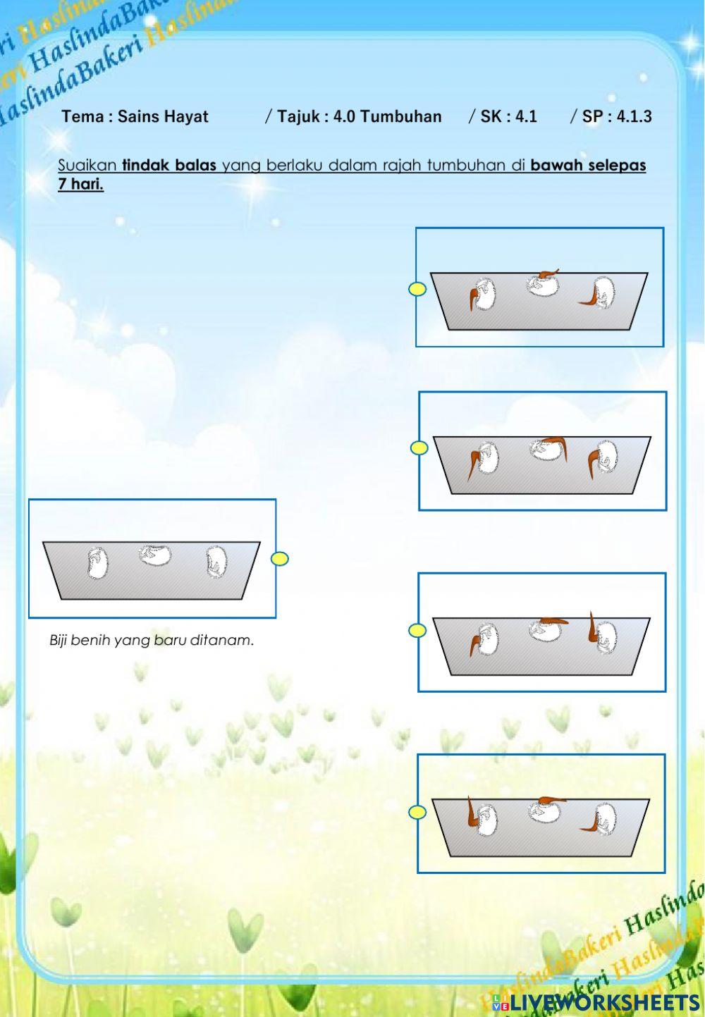 Sains Tahun 4 : Tumbuhan SK 4.1
