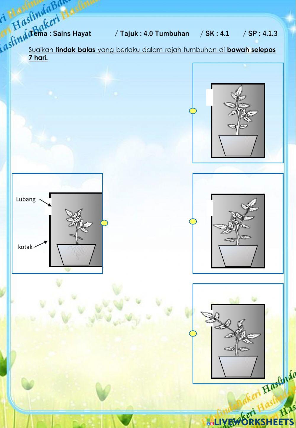 Sains Tahun 4 : Tumbuhan SK 4.1