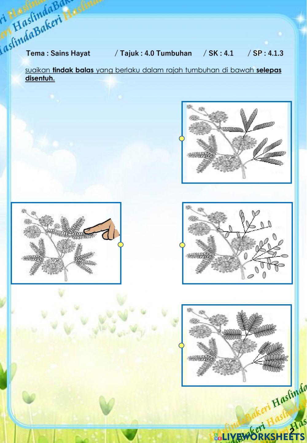 Sains Tahun 4 : Tumbuhan SK 4.1