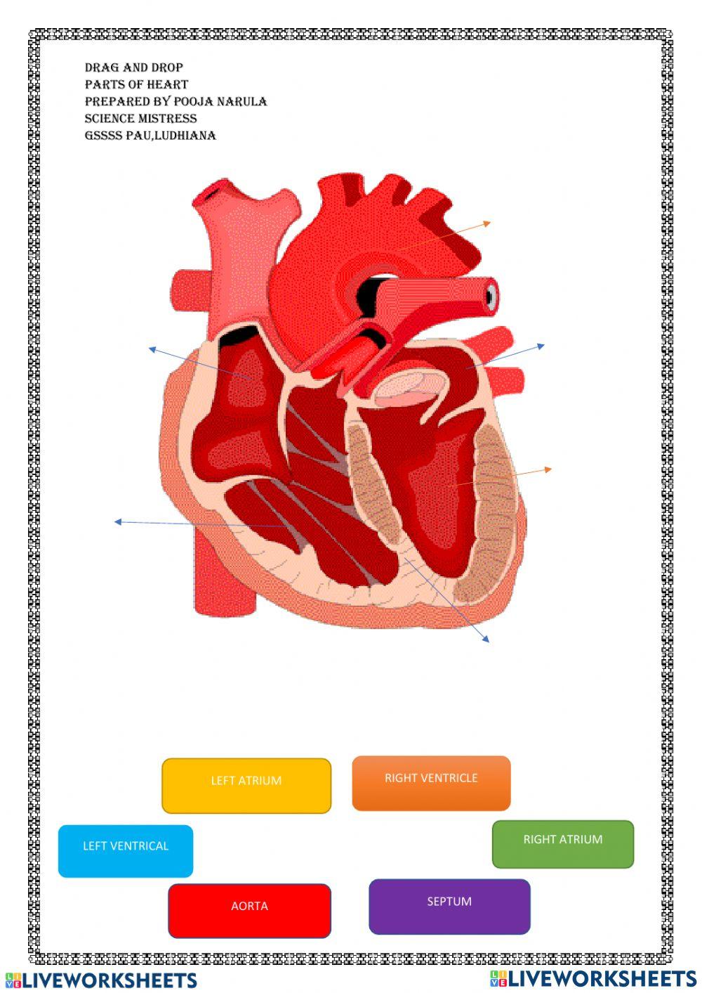 Parts of heart