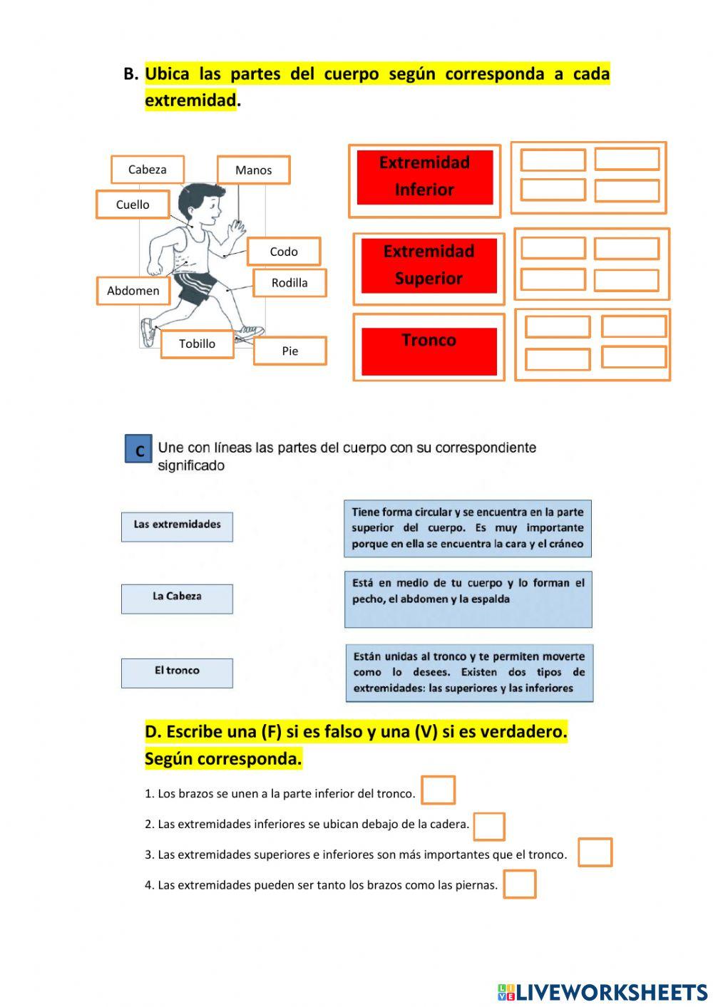 Las Extremidades del cuerpo