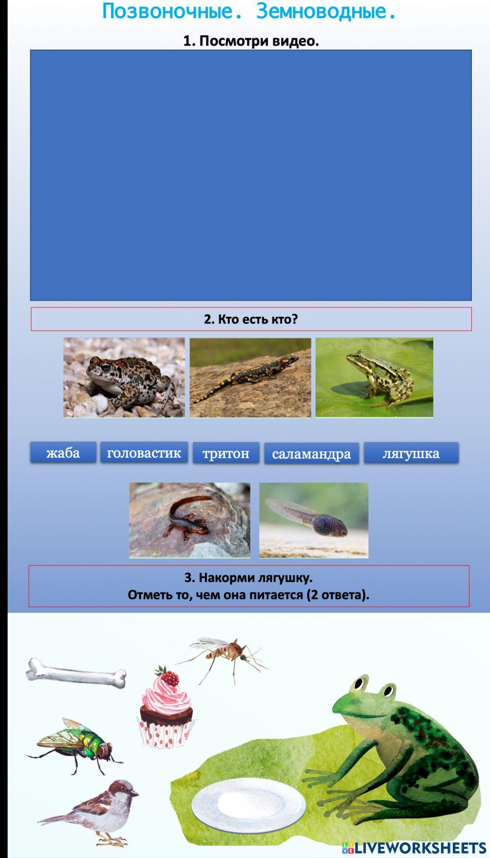 Окружающий мир.Позвоночные. Земноводные