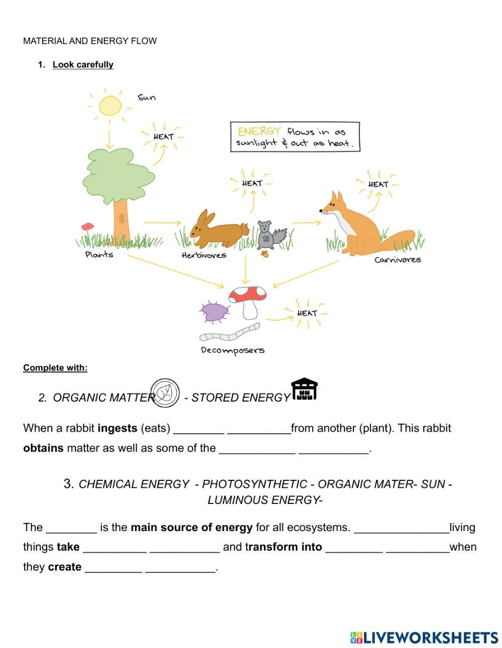 Material and energy flow worksheet Live Worksheets