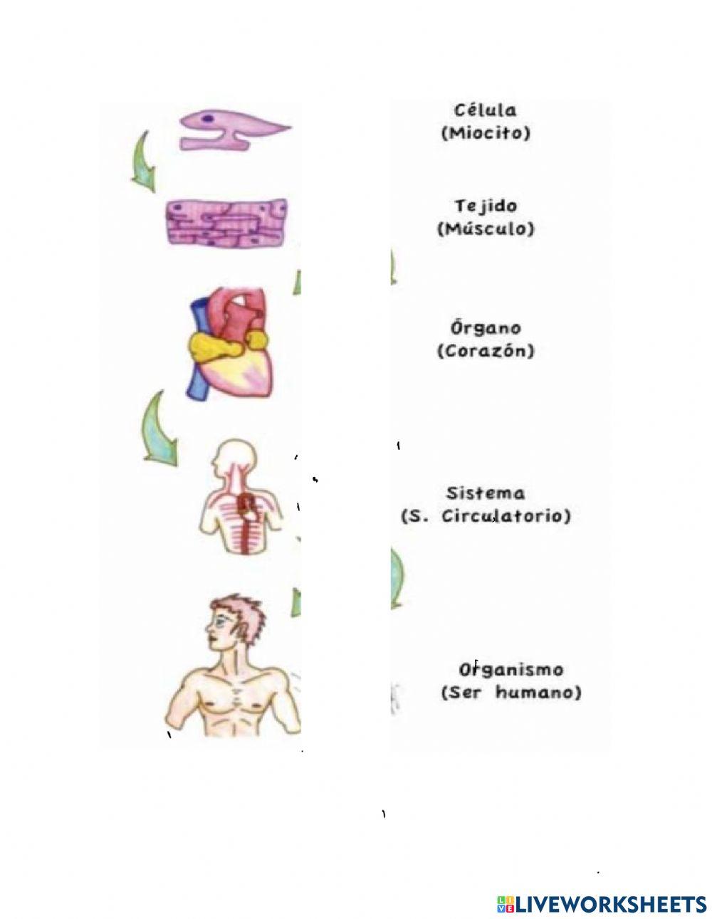 Niveles de Organización