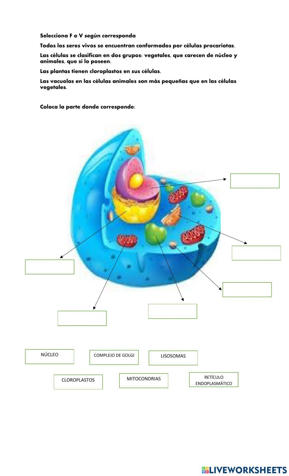 Partes de la Célula Eucariota