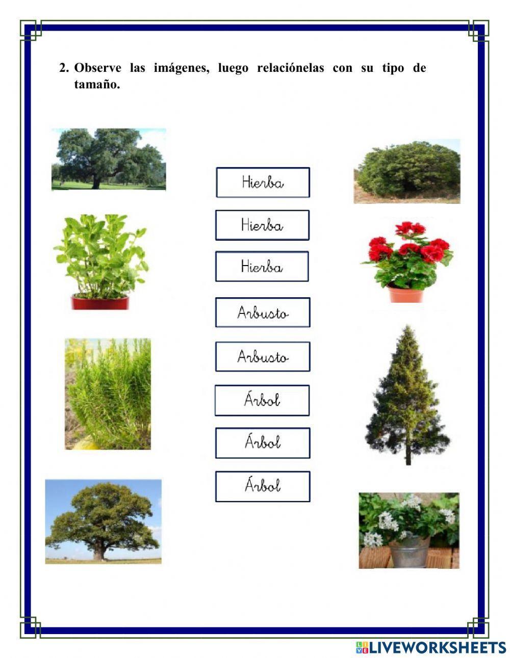 Clasificación de las plantas por su tamaño y utilidad