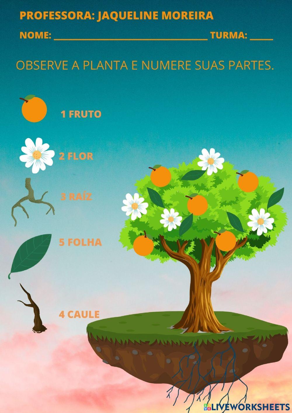 As partes da planta