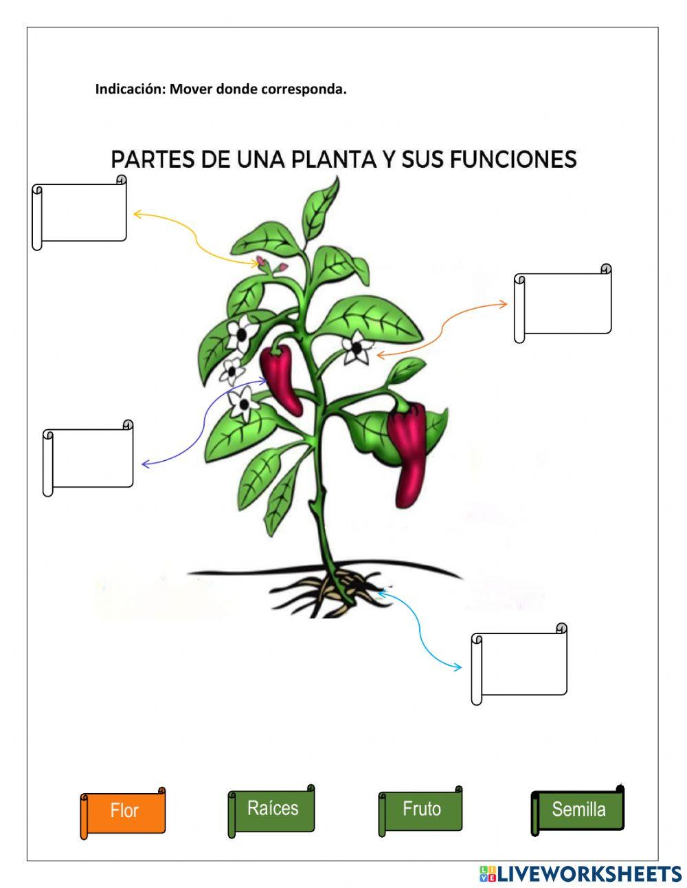 Reino Vegetal parte 3