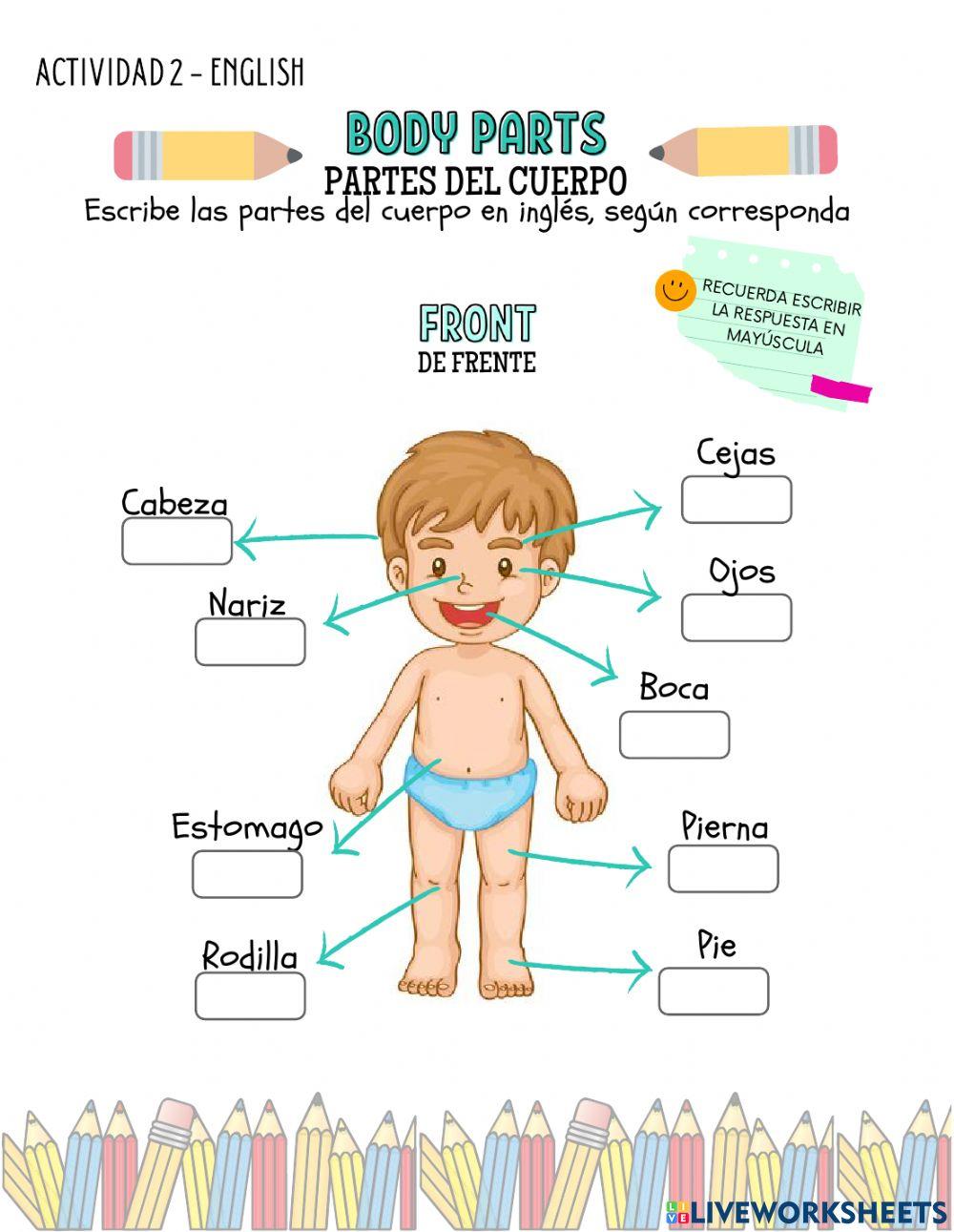 Partes del Cuerpo Partes del Cuerpo