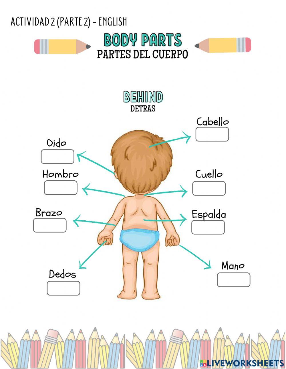 Partes del cuerpo Partes del cuerpo