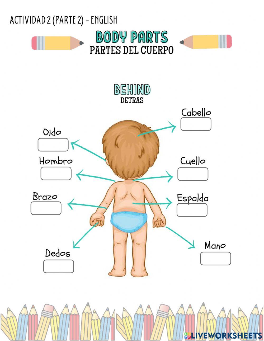 Partes del cuerpo