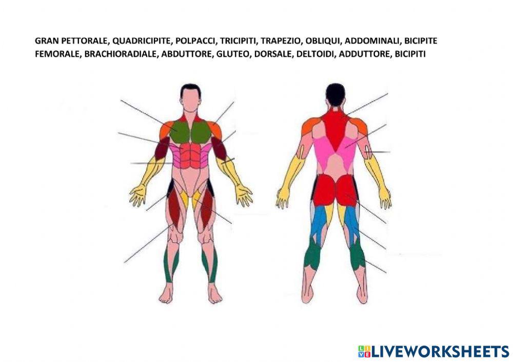 Esercizio Muscoli- corpo