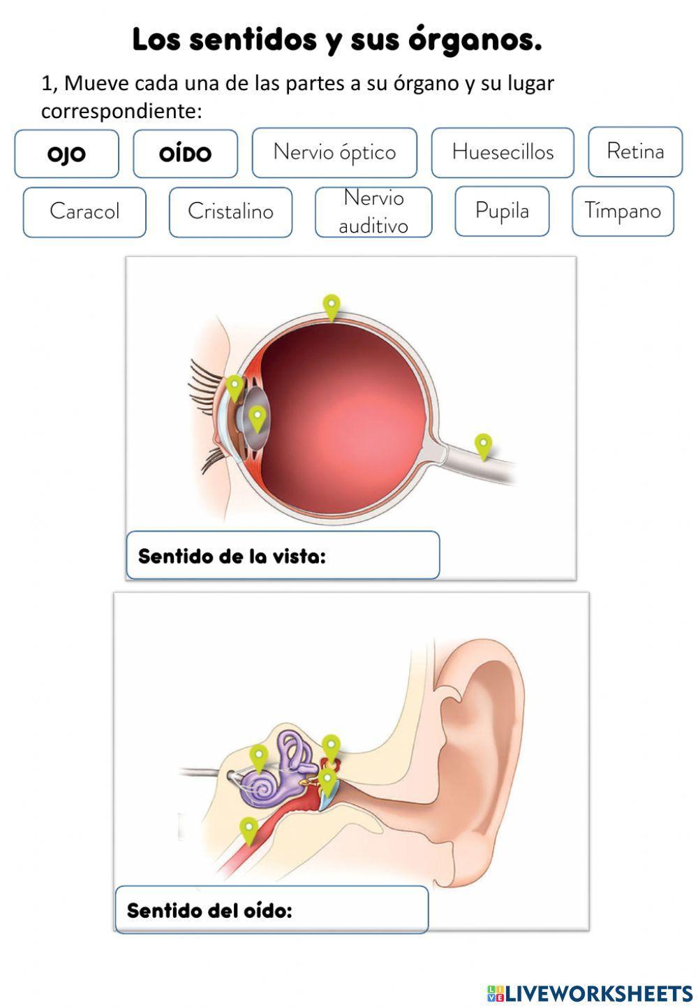 Los sentidos y sus órganos. Los sentidos y sus órganos.