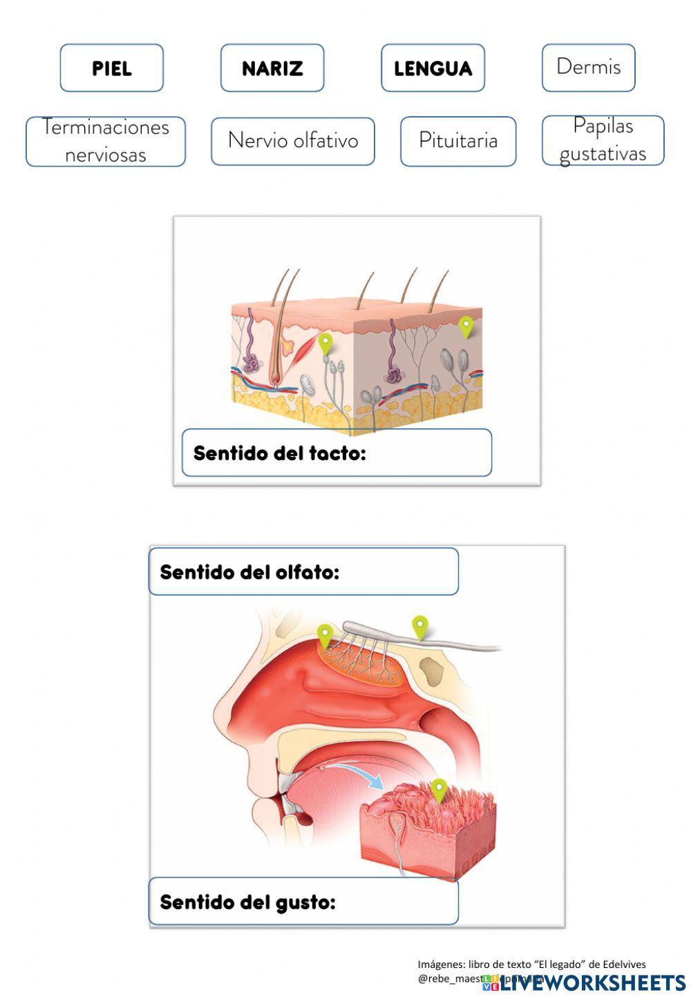 Los sentidos y sus órganos. Los sentidos y sus órganos.