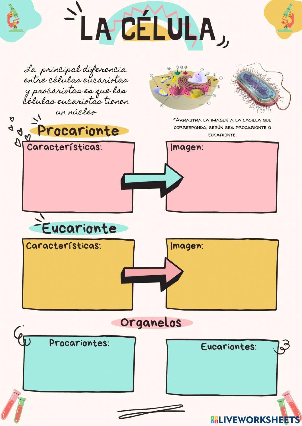 Célula procariota y eucariota