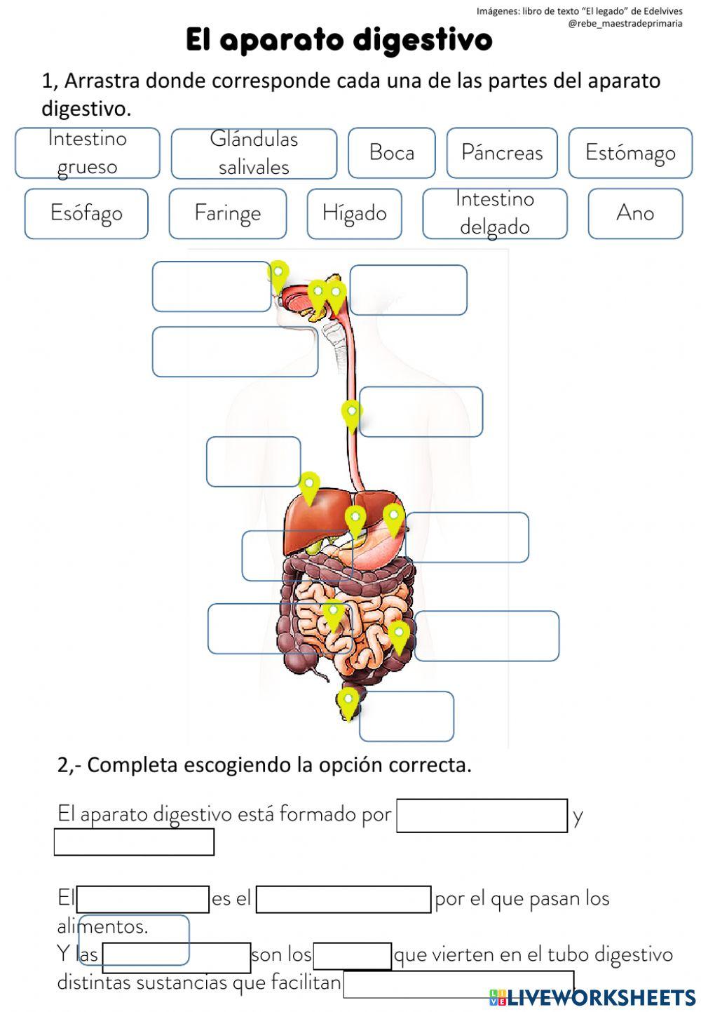 Aparatos respiratoria, digestivo y circulatorio.