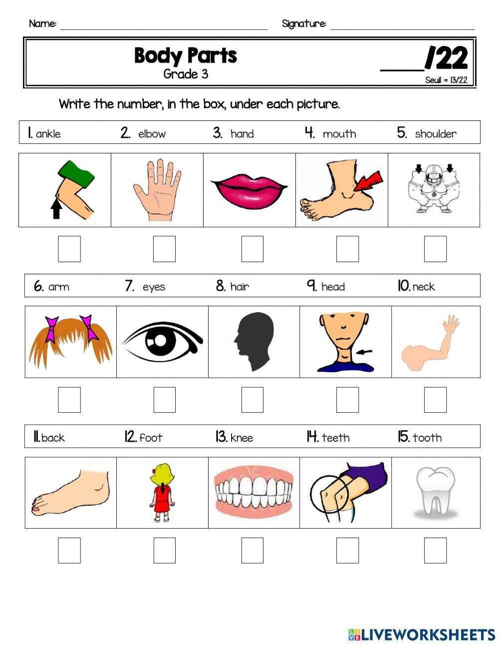 Body Parts - Grade 3 - Test