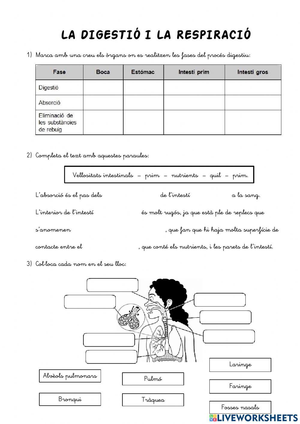 La digestió i la respiració