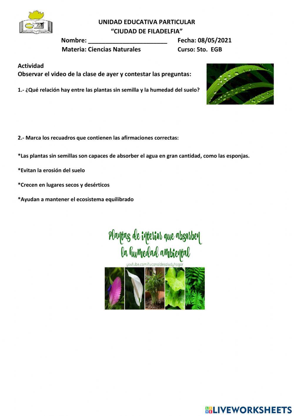 Relación de las plantas sin semilla con la humedad del suelo