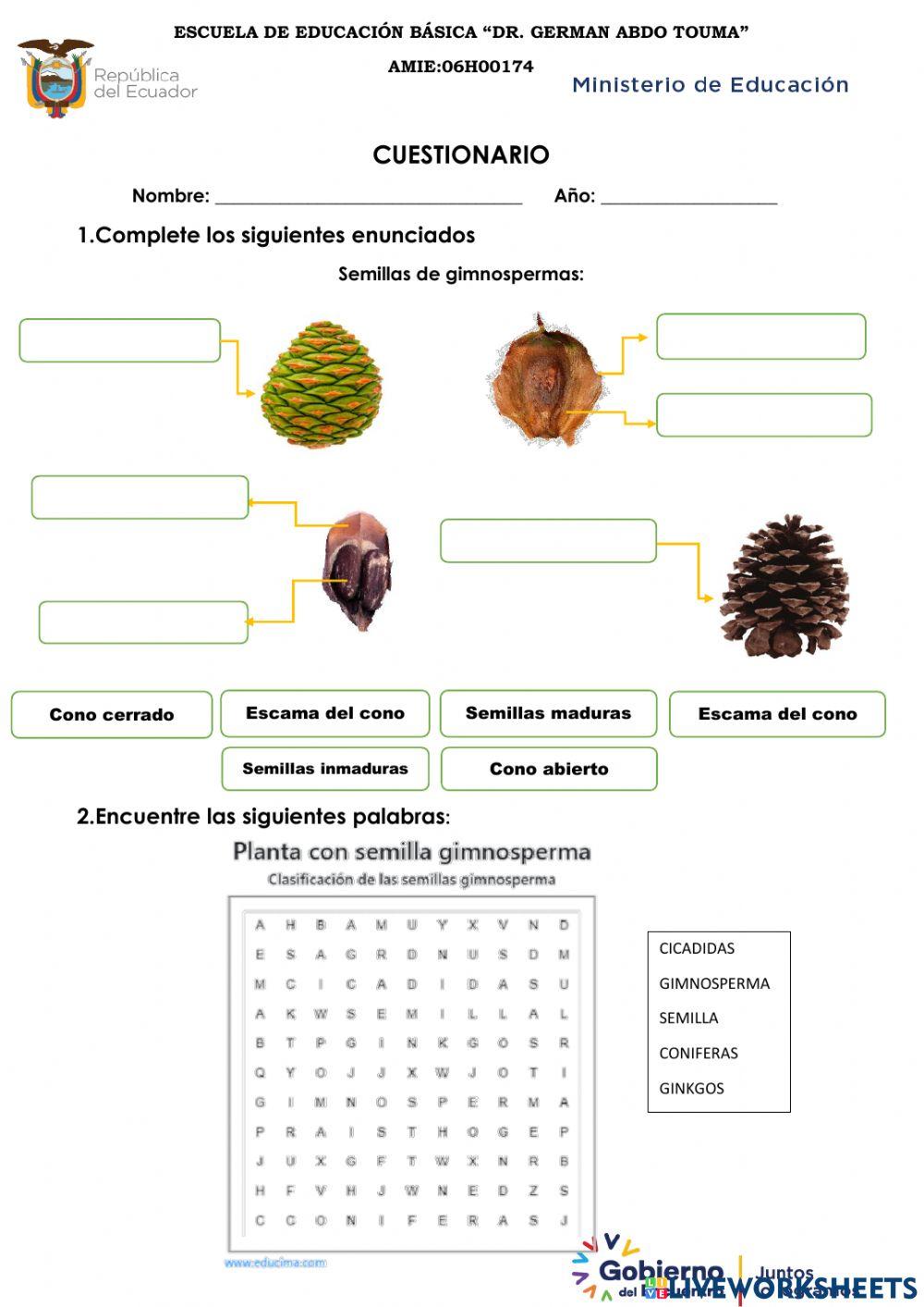 Clasificación de plantas con semillas gimnospermas