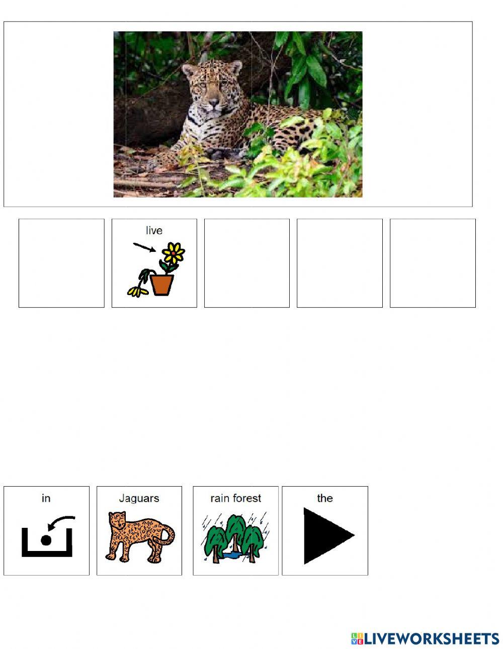 Animal Habitats (Rainforest) Animal Habitats (Rainforest)