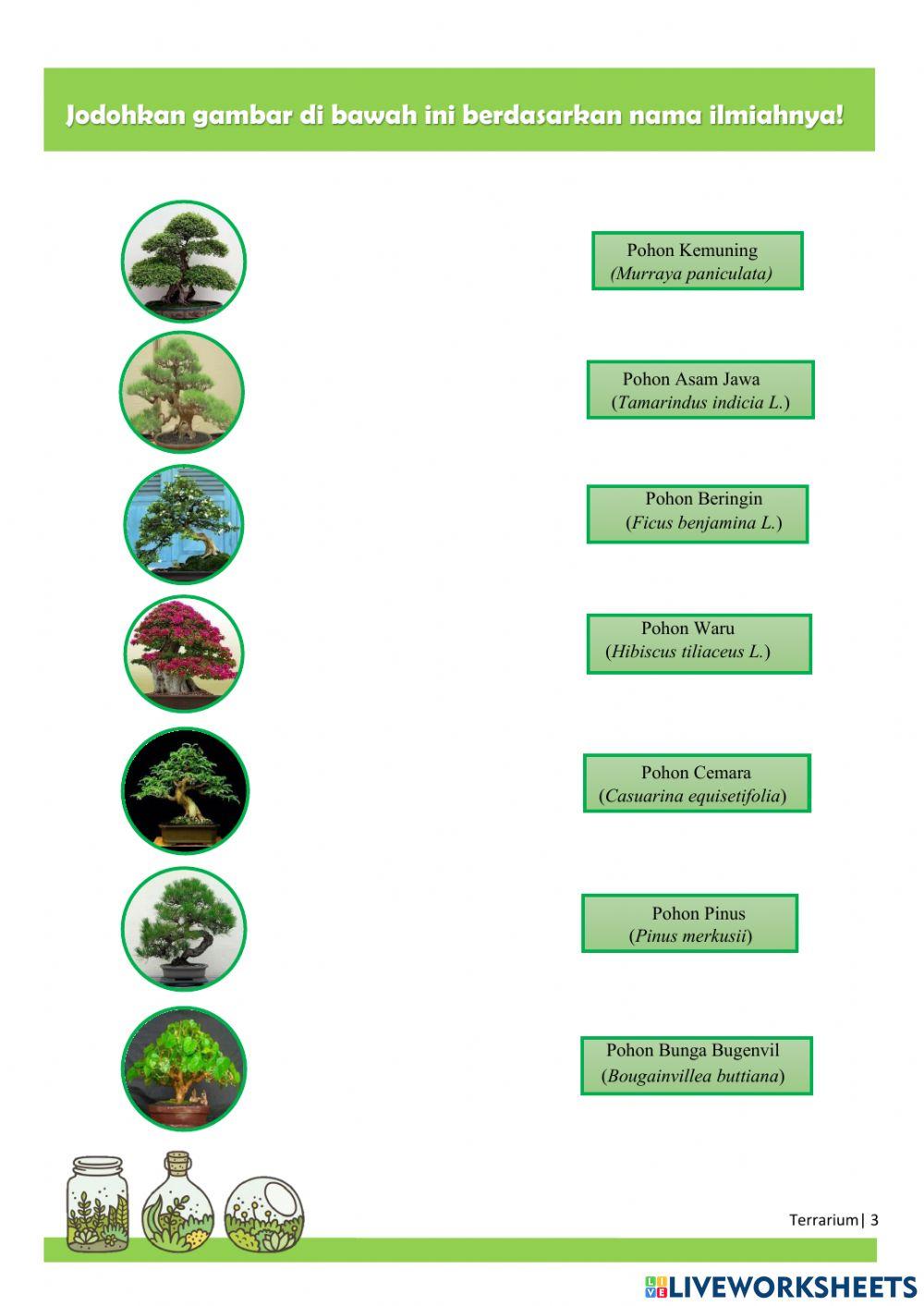 Yuk, Membuat Terrarium