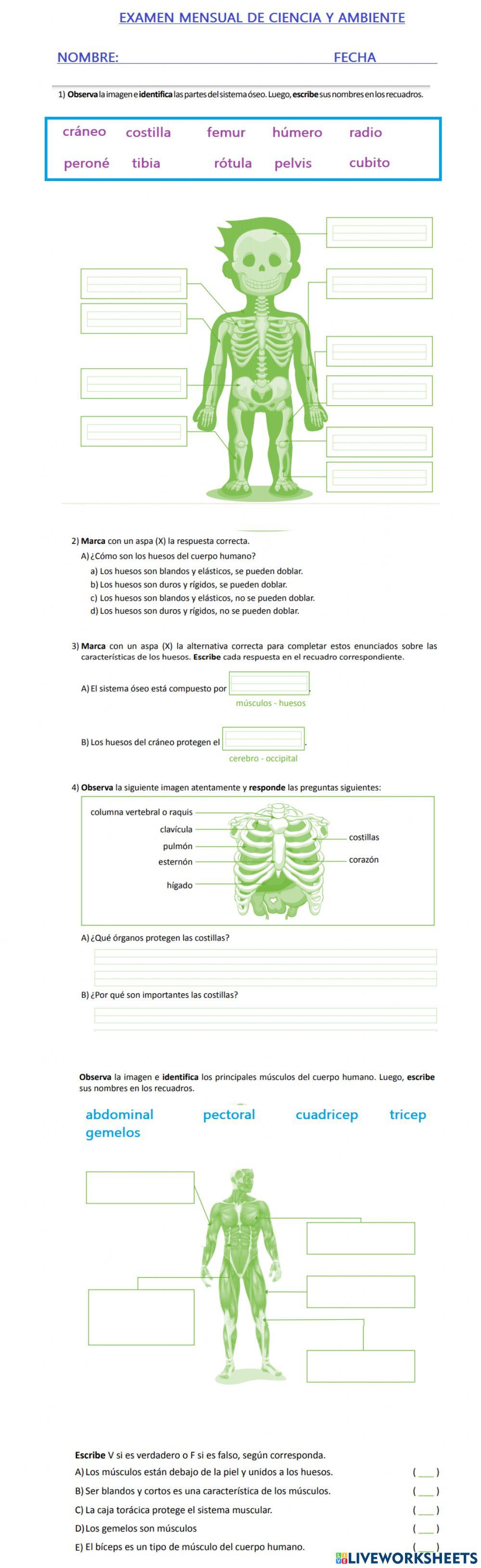 Los huesos y músculos
