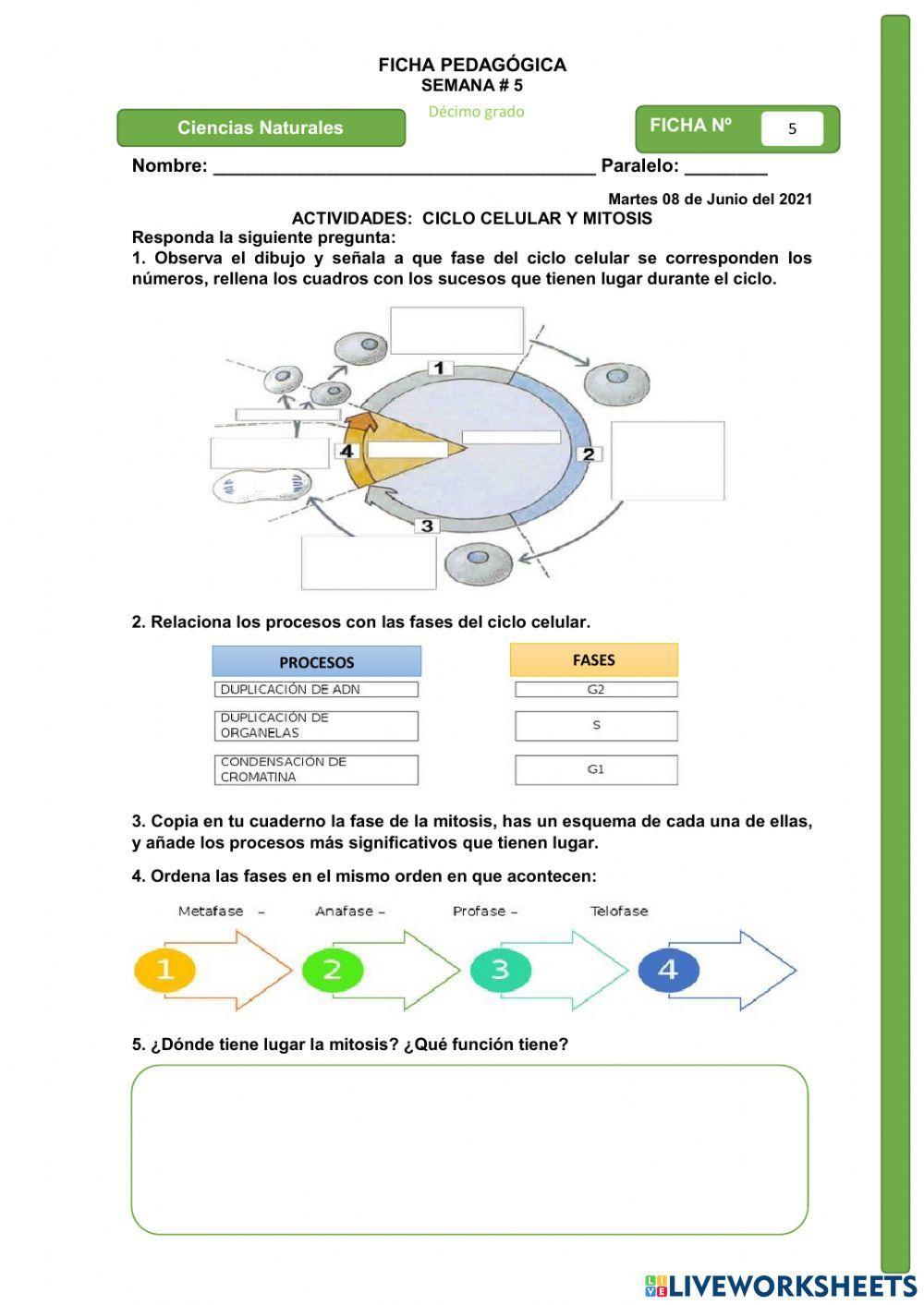 El Ciclo Celular, Mitosis
